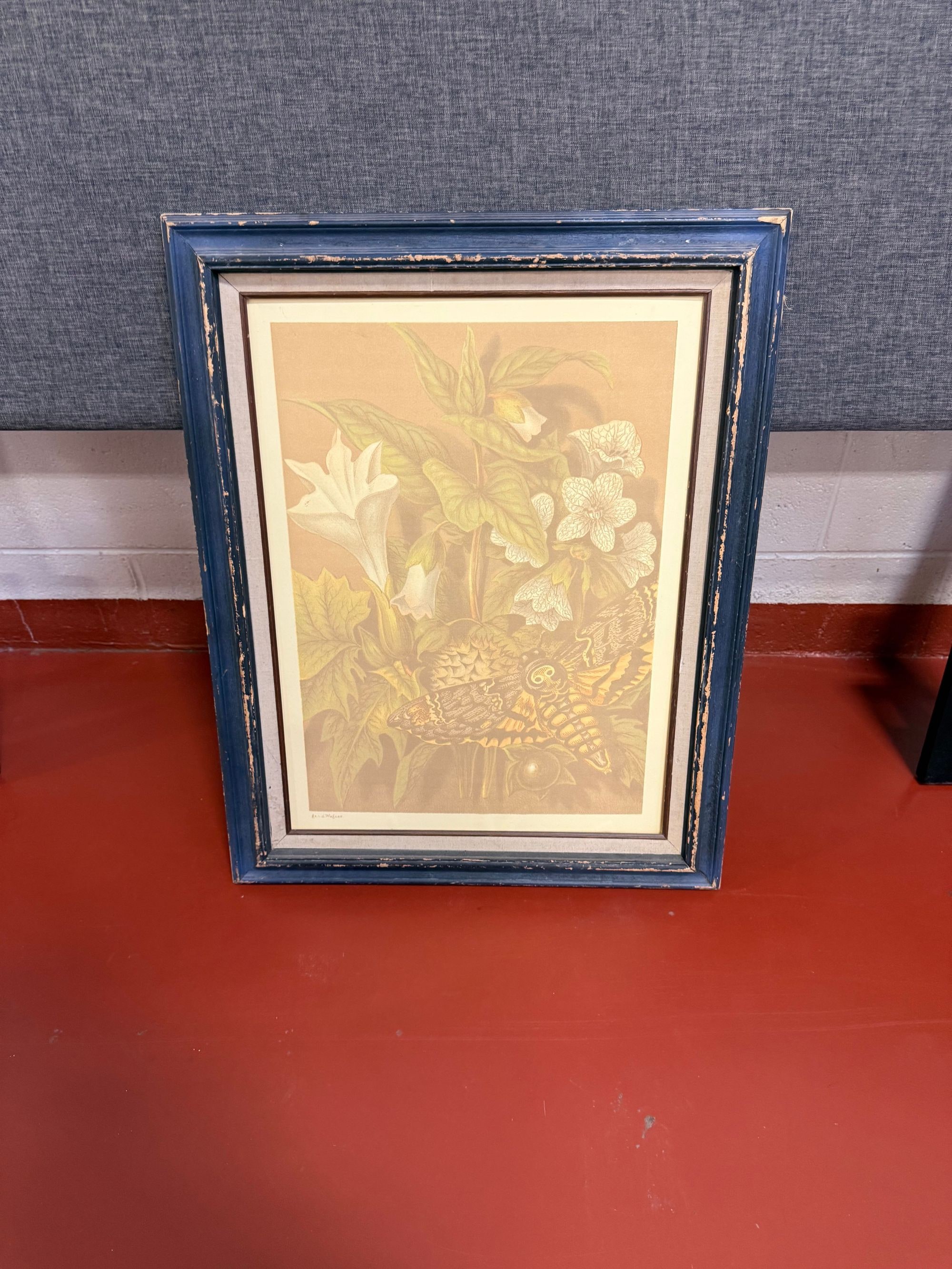 Vintage Botanical Print of a Death's-head Hawkmoth and Datura Flowers by F. W. Frohawk