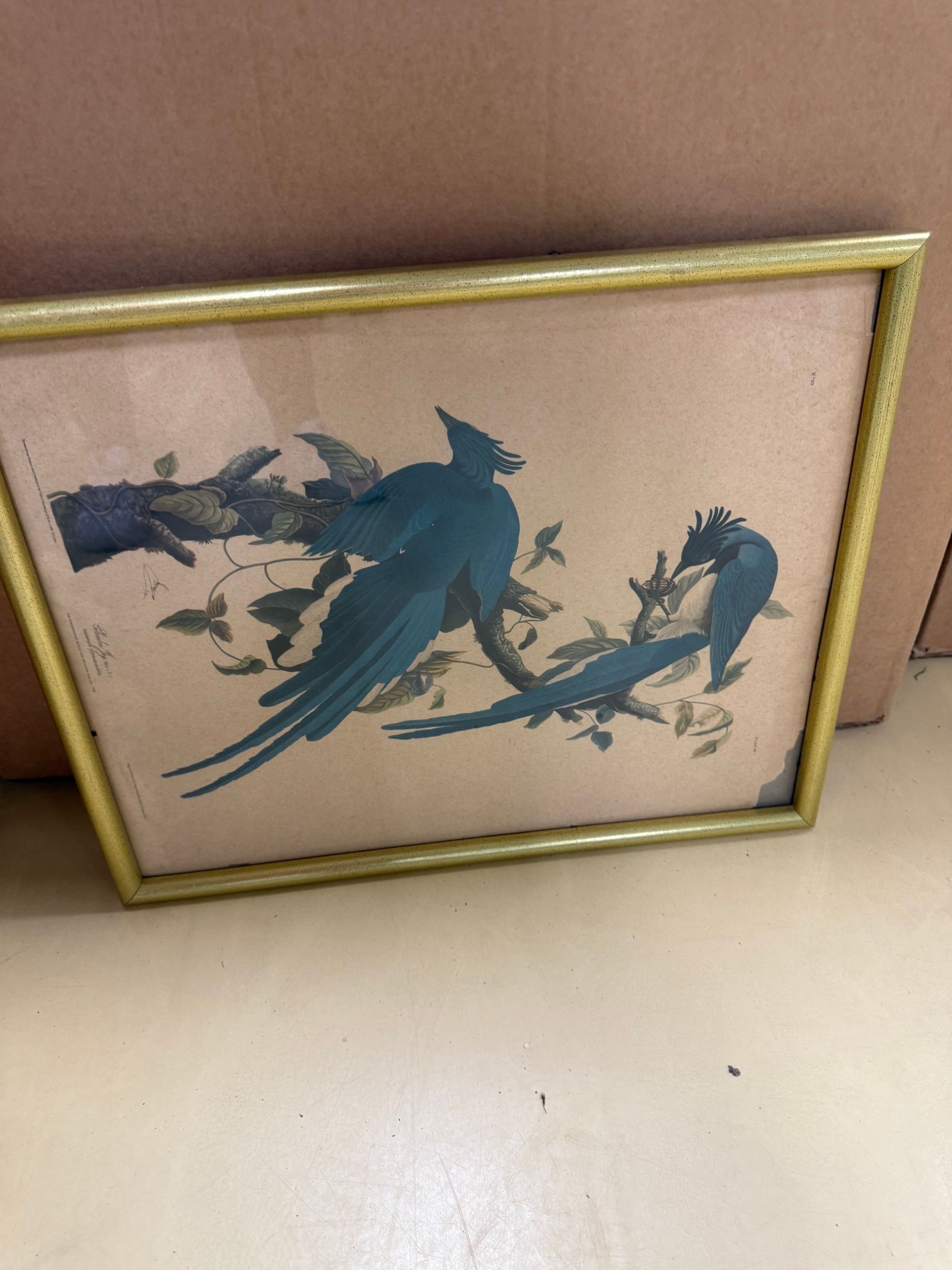 Columbia Jay Print by John James Audubon (Plate 96)