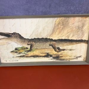 Antique "The Crocodile" Print by John Gabriel Stedman